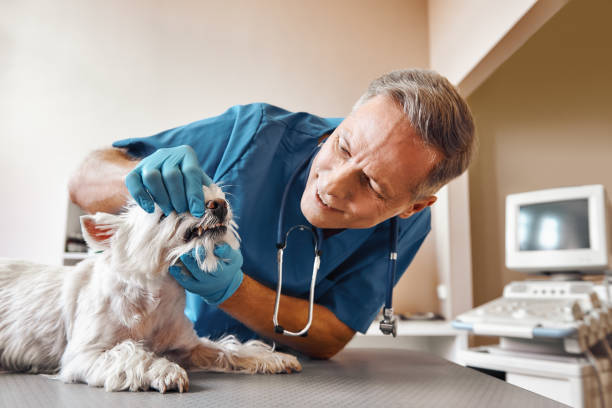 Best Emergency Dental Care for Abscessed Tooth in Johnstown, NY